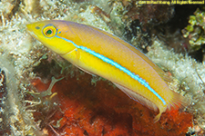 wrasse